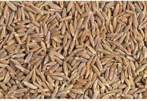 Dried Cumin Seeds