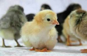 DP Cross Broiler Chicks