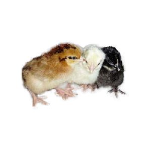 Giriraja Broiler Chicks