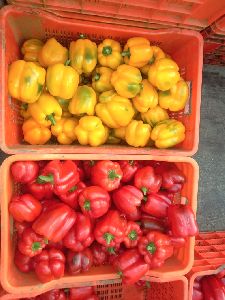 red yellow capsicum