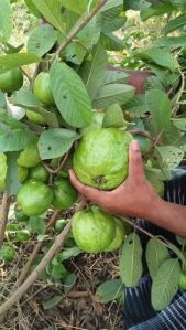 Thai Green Guava Plant