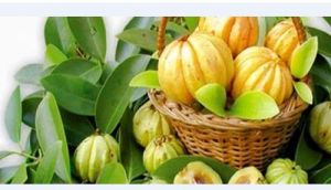 Garcinia Cambogia Extract Powder