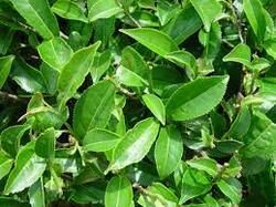 Camelia Sinensis Extract Powder