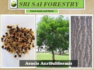 Acacia Auriculiformis Tree