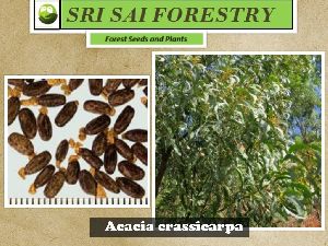 Acacia Crassicarpa Tree