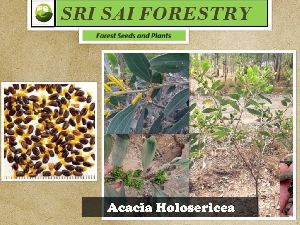 Acacia Holosericea Seeds