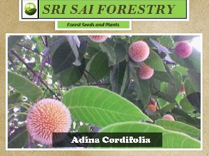 Adina Cordifolia Tree