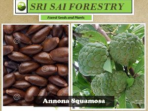 Annona Squamosa Seeds