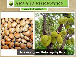 Artocarpus Heterophyllus Seeds
