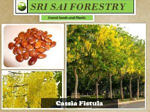 Cassia Fistula Seeds
