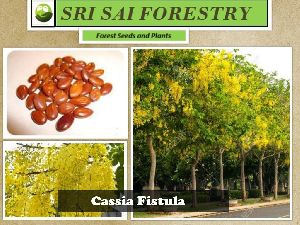 Cassia Fistula Tree