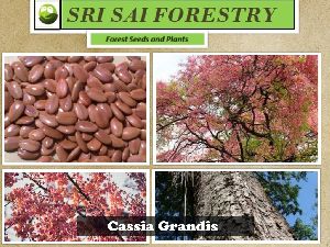 Cassia Grandis Tree