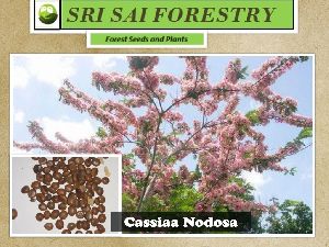 Cassia Nodosa Tree
