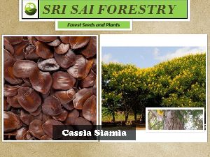 Cassia Siamea Tree
