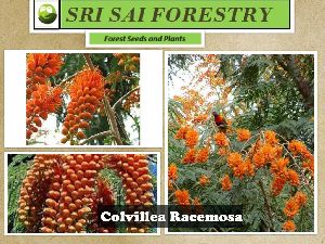Colvillea Racemosa Tree