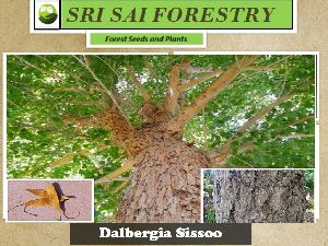 Dalbergia Sissoo Tree