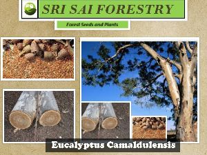 Eucalyptus Camaldulensis Tree