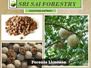 Feronia Limonia Seeds