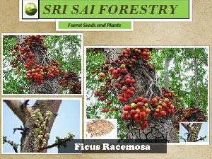 Ficus Racemosa Seeds