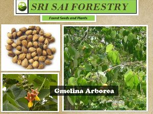 Gmelina Arborea Seeds