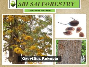Grevillea Robusta Tree