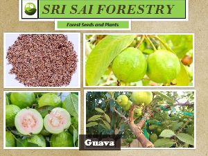 Guava Seeds