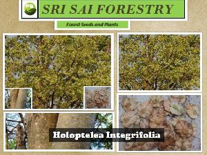 Holoptelea Integrifolia Tree