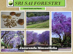Jacaranda Mimosifolia Tree