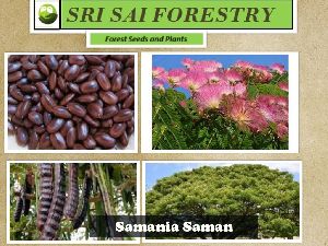 Samanea Saman Seeds