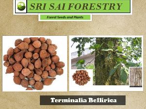 Terminalia Bellirica Seeds