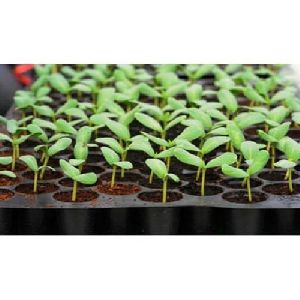 Plastic Agriculture Seedling Tray