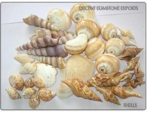 Natural Seashell