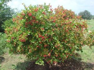 Karonda American Red & White Plant