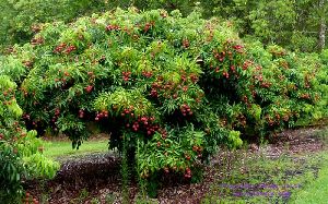 Litchi Small Grafted Plant