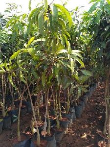 Mango Mallika Crafted Plant