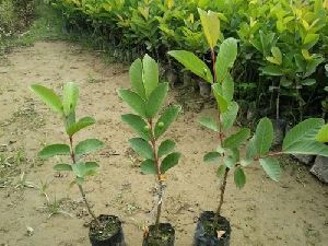 Seedless Guava Plant