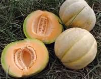 muskmelon