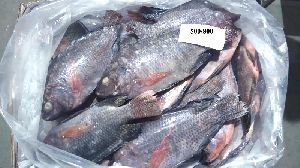 Tilapia Fish