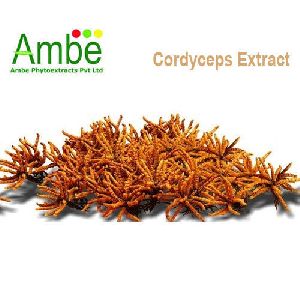 Cordyceps Extract