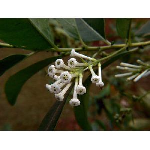 Cestrum Diurnum Flower Plant