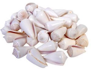 White Sea Shell