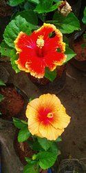 Natural Hibiscus Flower Plant