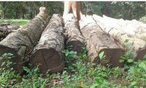 Teak Wood Logs