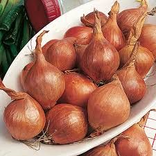 Shallot Onion