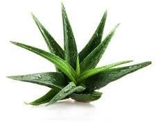 Organic Aloe Vera Plant