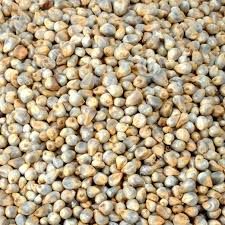 Pearl Millet Seeds