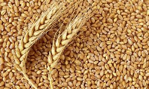 Wheat Seeds