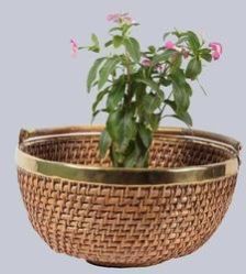 Cane Planter