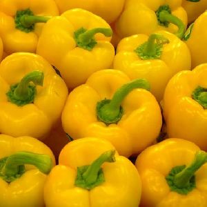 Fresh Yellow Capsicum