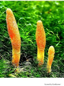 cordyceps mushroom